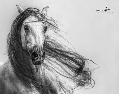 Sue Brown - "Hacenado (black & white)"