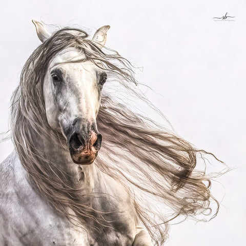 Sue Brown - "Hacenado (color)"