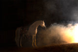 Sue Brown - "Desert Campfire"