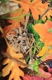 Melinda Fabian - "Autumn Ants"