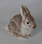 Melinda Fabian - "Baby Bunny"