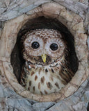 Melinda Fabian - "Nestled Nook"