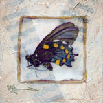 Butterfly Collection #2 - Mixed Media on Panel Collage by artist Judith Monroe