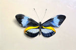 Catherine Mills - "Blue Longwing"