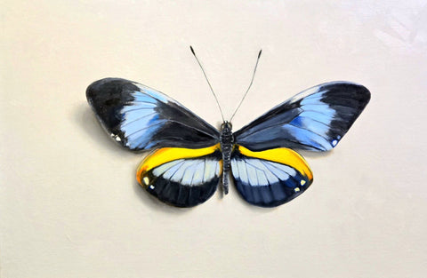 Catherine Mills - "Blue Longwing"
