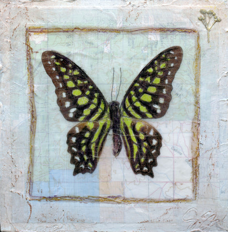 Butterfly Collection #7 - Mixed Media on Panel Collage by artist Judith Monroe
