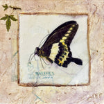 Butterfly Collection #11 - Mixed Media on Panel Collage by artist Judith Monroe