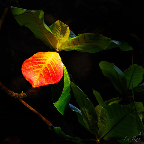 Lu Ross - "Kauaian Glow"