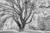 Lu Ross - "B&W Series-Tree of Life"