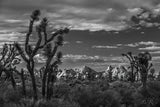 Lu Ross - "B&W Series -Joshua Tree"
