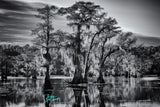 Doreen McGunagle - "Caddo Lake 74"