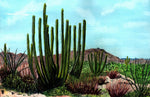 Kenneth Frank Moore - "Organ Pipe Cactus National Monument"