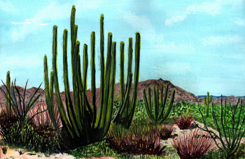 Kenneth Frank Moore - "Organ Pipe Cactus National Monument"