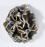 Leah K Read - "Rise and Blossom"