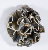 Leah K Read - "Rise and Blossom"