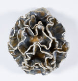 Leah K Read - "Rise and Blossom"