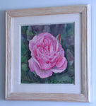 Bradley McLean - "Pink Beauty"