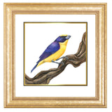 Mindy Lighthipe - "Yellow Throated Euphonia"