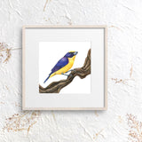 Mindy Lighthipe - "Yellow Throated Euphonia"