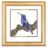 Mindy Lighthipe - "Violet Sabrewing"