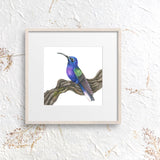 Mindy Lighthipe - "Violet Sabrewing"