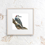 Mindy Lighthipe - "Black-cheeked Woodpecker"