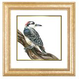 Mindy Lighthipe - "Black-cheeked Woodpecker"