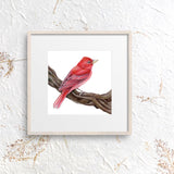 Mindy Lighthipe - "Summer Tanager"