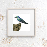 Mindy Lighthipe - "Mangrove Swallow"