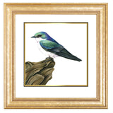 Mindy Lighthipe - "Mangrove Swallow"