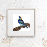 Mindy Lighthipe - "Golden-hooded Tanager"