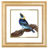 Mindy Lighthipe - "Golden-hooded Tanager"