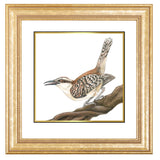 Mindy Lighthipe - "Rufous-naped wren"
