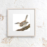 Mindy Lighthipe - "Rufous-naped wren"