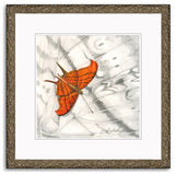 Mindy Lighthipe - "Rudy Daggerwing Butterfly"
