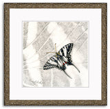 Mindy Lighthipe - "Zebra Longwing Butterfly"