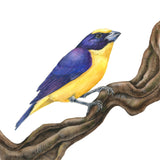 Mindy Lighthipe - "Yellow Throated Euphonia"