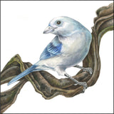 Mindy Lighthipe - "Blue GreyTanager"