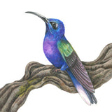 Mindy Lighthipe - "Violet Sabrewing"