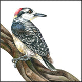 Mindy Lighthipe - "Black-cheeked Woodpecker"