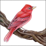 Mindy Lighthipe - "Summer Tanager"