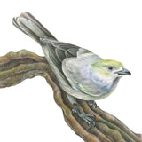 Mindy Lighthipe - "Palm Tanager"
