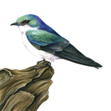 Mindy Lighthipe - "Mangrove Swallow"
