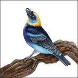 Mindy Lighthipe - "Golden-hooded Tanager"