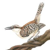 Mindy Lighthipe - "Rufous-naped wren"