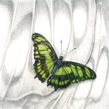 Mindy Lighthipe - "Malachite Butterfly"