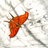 Mindy Lighthipe - "Rudy Daggerwing Butterfly"