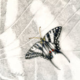 Mindy Lighthipe - "Zebra Longwing Butterfly"