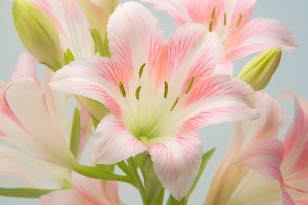 Jo Ann and George Aiello - 