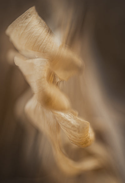 Michael e. Stern - "Amaryllis Series-004"